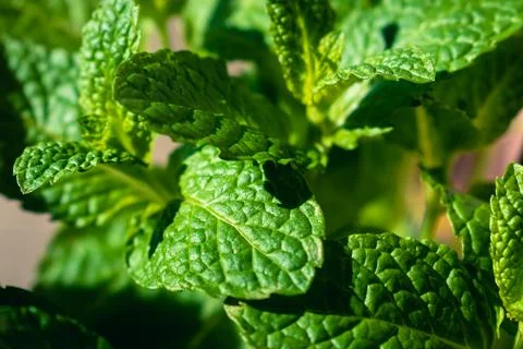 Close up of mint leaves Stock Photos
