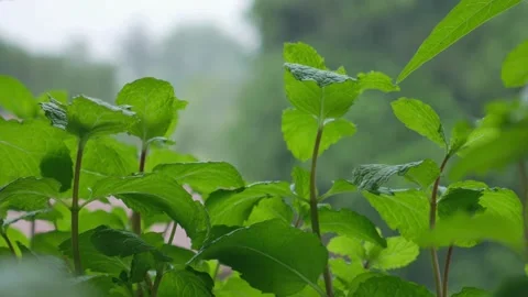 Close up of mint leaves plant with raining day at the background, fresh moody 库存影片 141613591