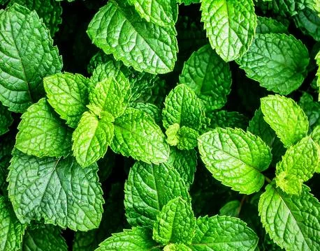 Close up mint leaves surface showing natural organic herb texture and fresh.. Stock Photos