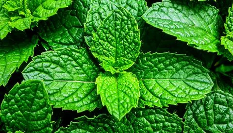 Close up mint leaves surface showing natural organic herb texture and fresh.. Stock Photos