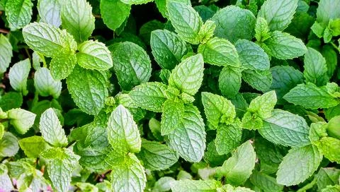 Close up mint leaves surface showing natural organic herb texture and fresh.. Stock Photos