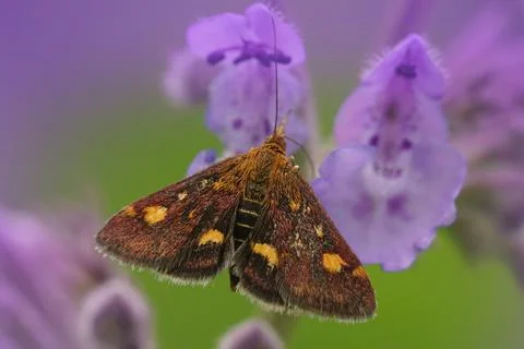 Close up of the mint moth , Pyrausta aurata on a purple flower green background Stock Photos