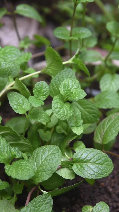 Close-up of mint plant in garden background Stock Footage 300930393