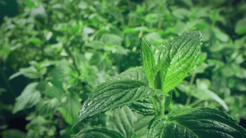 Close up of Mint plant in the garden Stock Footage 143450372