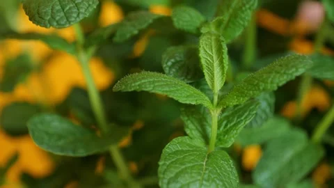 Close-up mint plant. Texture of mint leaf. A person touching the leaves at Video stock 153870777