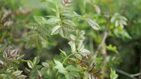 Close up of mint plants in the countryside. Macro plants in a farm. Video stock 132348576