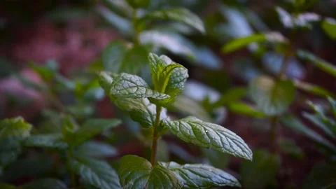 Close up on mint plants Stock Footage 130111456