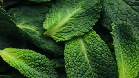 Close up of mint, rotation in circle. fresh green mint leaves Stock Footage 241247676