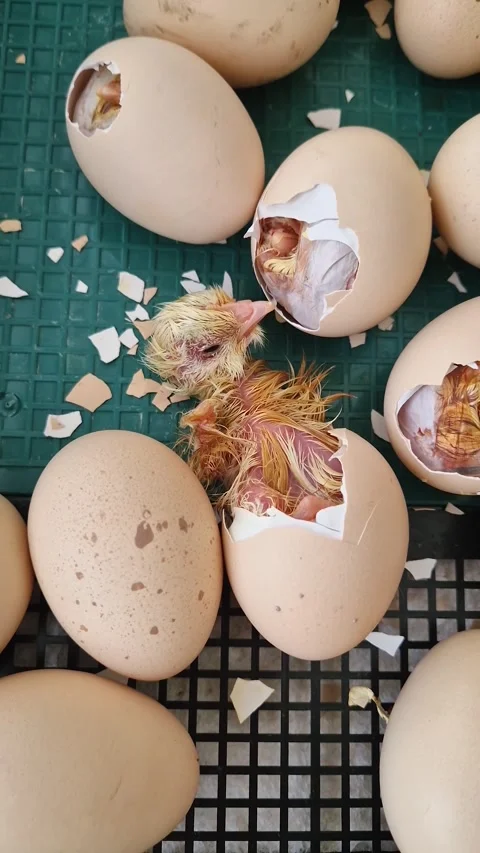 Close-up miracle of life as tiny chicks begin to hatch from their eggs in an inc Stock Footage 334613555