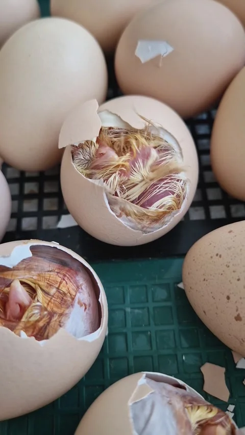 Close-up miracle of life as tiny chicks begin to hatch from their eggs in an inc Stock Footage 334613559