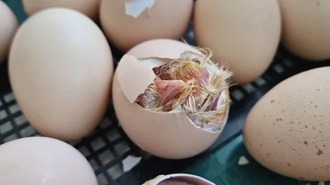 Close-up miracle of life as tiny chicks begin to hatch from their eggs in an inc Stock Footage 334613564