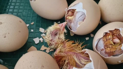 Close-up miracle of life as tiny chicks begin to hatch from their eggs in an inc Stock Footage 334613615