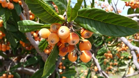 Close-up of mispero branches moving in the wind. Golden loquat fruits movin.. Stock Footage 305033132