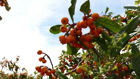 Close-up of mispero branches moving in the wind. Golden loquat fruits on tr.. Stock Footage 305033411
