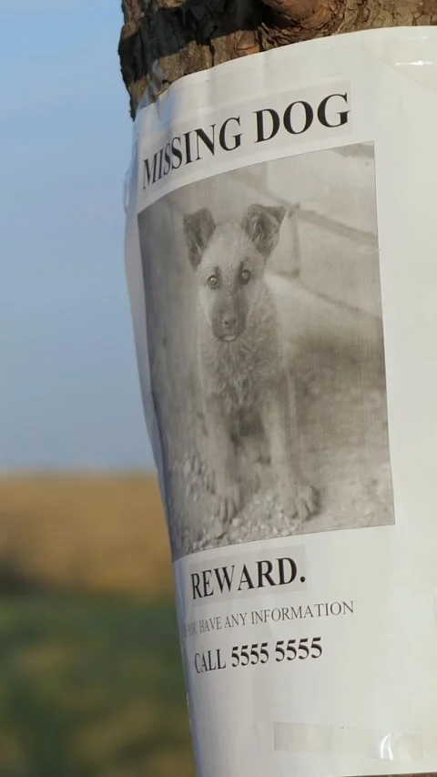 Close up of a missing dog poster with a reward offer and a puppy's picture Vidéo 342908674