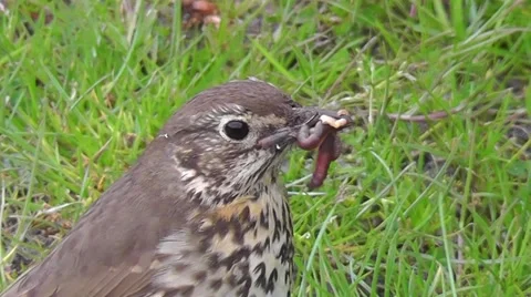 Close-up of a mistle thrush which chirps with worms in the beak Stock Footage 54050673