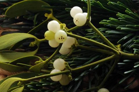 Close up of a mistletoe branch Stock Photos