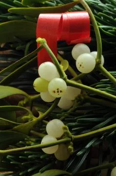 Close up of a mistletoe branch Stock Photos