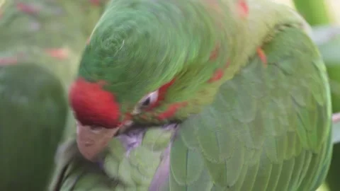 Close-up of mitred parakeet picking at its green feathers with beak 스톡 동영상 146133910