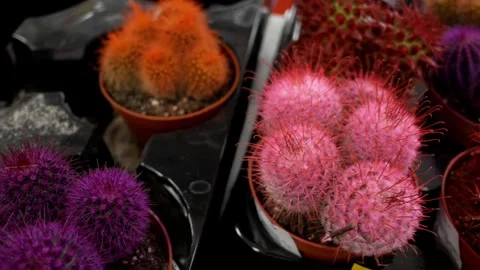 Close up mix of multicolour cactus - red, orange, pink and lilac. Many small col Stock Footage 274075356