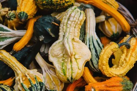 Close up on mix of pumpkins in the basket Foto stock