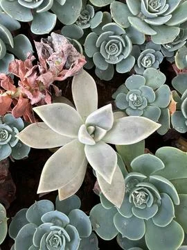 Close-up of mixed succulents Stock Photos