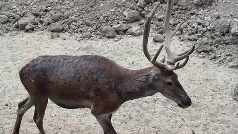 Close-up mobile video shot of red deer in natural life park at Izmir in Turkey Stock Footage 92334994