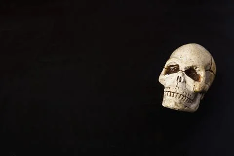 A close-up model of a human skull on a black background, copying space 库存照片
