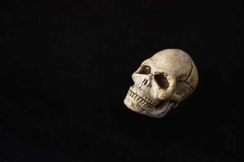 A close-up model of a human skull on a black background, copying space Stock Photos