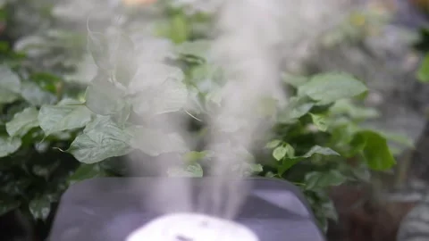 Close-up of a modern air humidifier producing cool among lush indoor plants. Stock Footage 341293856