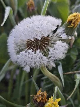 Close-Up of Moist Dandelion with Dew Foto stock