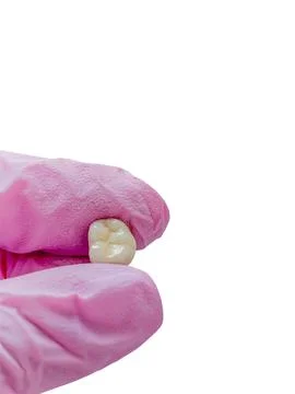 Close up of molar tooth held between pink nitrile gloved fingers, isolated on 스톡 사진