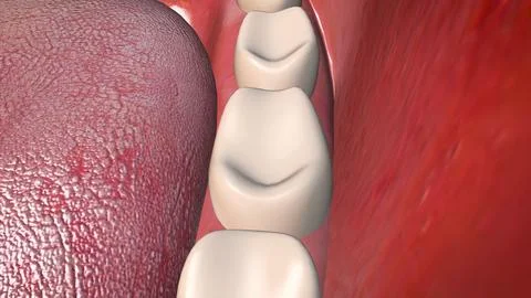 Close-up on Molar Tooth Illustrazione stock