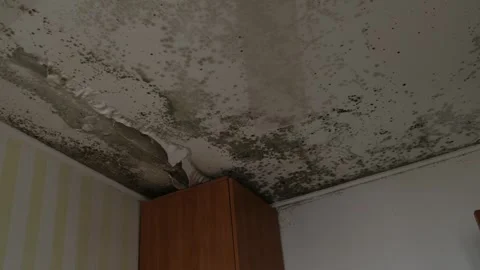 Close-up of mold and water damage on ceiling corner Видео 331464346