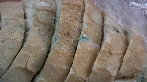 Close-up of mold bacteria cultures over bread surface Video stock 131995221