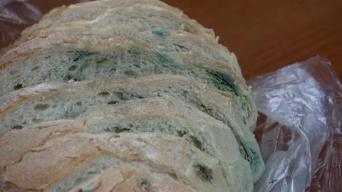 Close-up of mold bacteria cultures over bread surface 4K Video stock 131998323