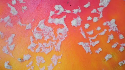 Close-up of mold on the cap of a poisonous fly agaric. Inedible red fly agaric. Stock Footage 249793080