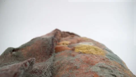 Close up of moldy bread on isolated white background Stock Footage 325805106