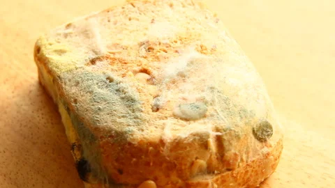 Close up moldy bread  , out door Chiangmai Thailand Stock Footage 132780498