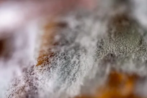 A close up of a moldy surface with a fuzzy texture Stock-Fotos