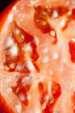Close-up of moldy tomato Foto stock