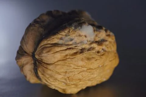 Close-up of a moldy walnut in its shell, showing signs of microbial decay. .. Stock Photos