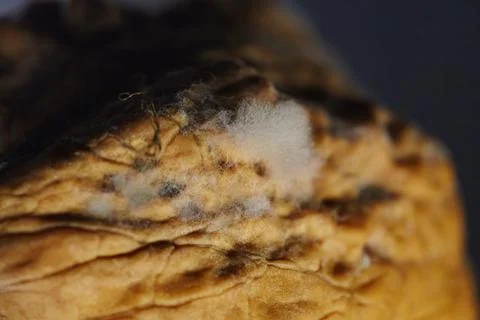 Close-up of a moldy walnut in its shell, showing signs of microbial decay. Vi Stock Photos