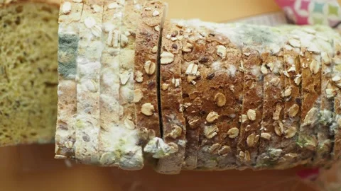 Close-Up of Moldy Whole Grain Bread with Oats Stock Footage 291759014