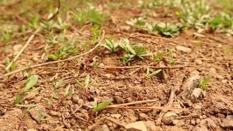 Close up of Molehill in a meadow Stock Footage 152588548
