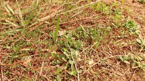 Close up of Molehill in a meadow Stock Footage 152591085