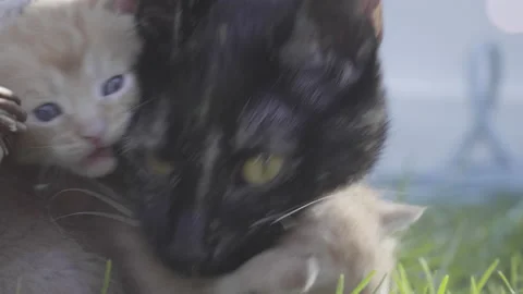 Close up of mom learning to hold her one month old baby by the neck Stock Footage 143408014