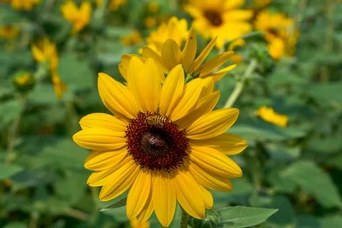Close-up moment of a bee resting on the heart of a sunflower flower Stock Photos