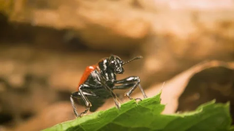 A close-up moment as the hazel leaf-roller weevil takes flight from a leaf. Stock Footage 325567783