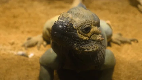 Close up from Mona iguana lizard Stock Footage 135523976